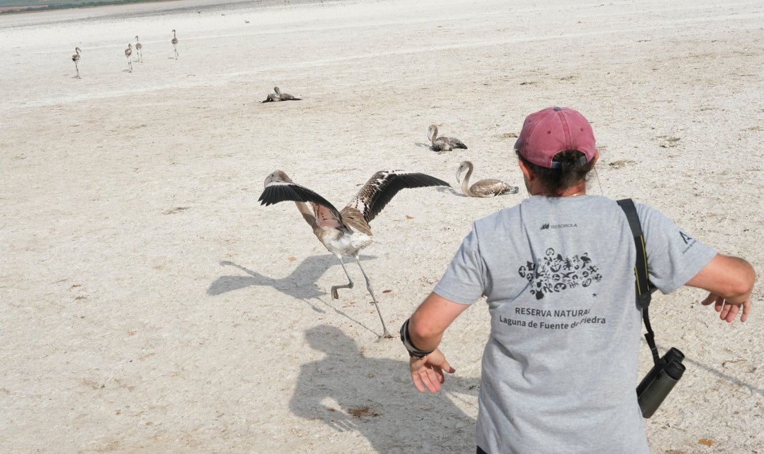 Thanks to the rainfall in March, the lagoon had a water level of 42 cm at the beginning of April, which made it possible to house more than 8,700 pairs and a total of 3,764 chicks, of which 600 were ringed last Saturday 