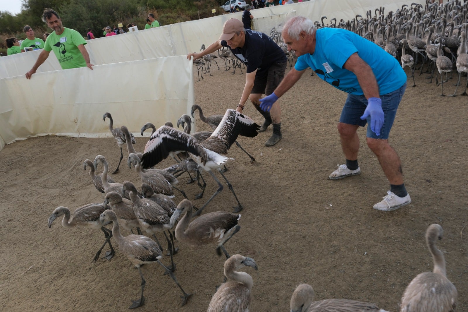 Thanks to the rainfall in March, the lagoon had a water level of 42 cm at the beginning of April, which made it possible to house more than 8,700 pairs and a total of 3,764 chicks, of which 600 were ringed last Saturday 