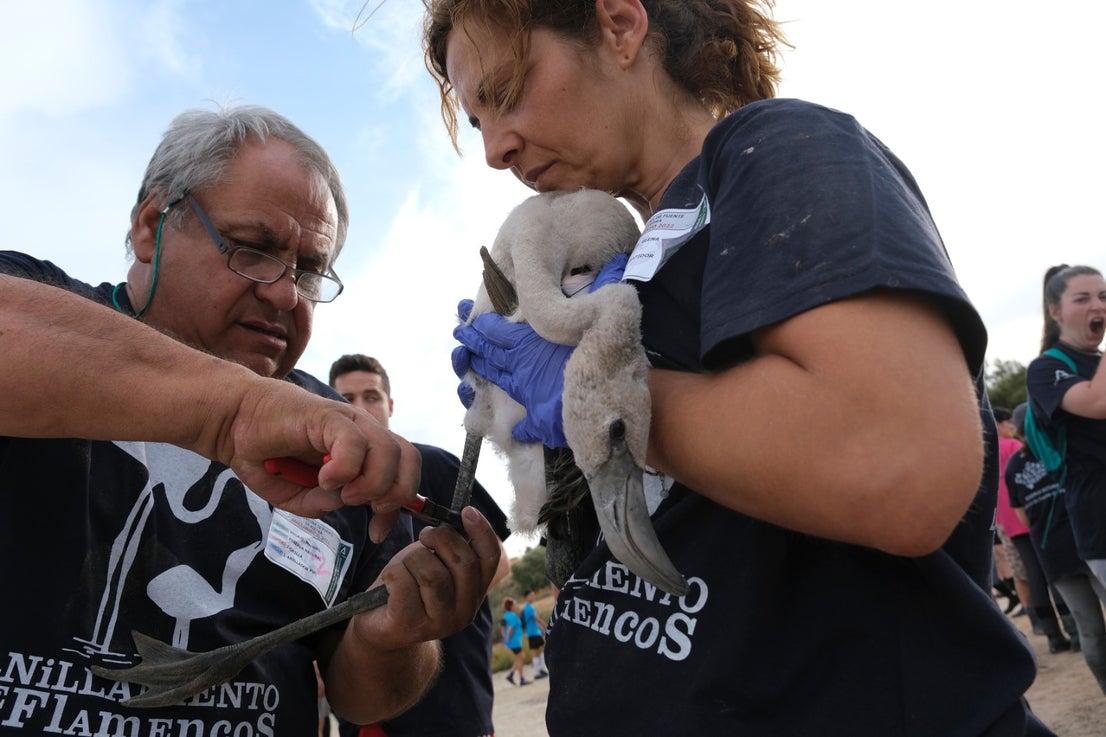 Thanks to the rainfall in March, the lagoon had a water level of 42 cm at the beginning of April, which made it possible to house more than 8,700 pairs and a total of 3,764 chicks, of which 600 were ringed last Saturday