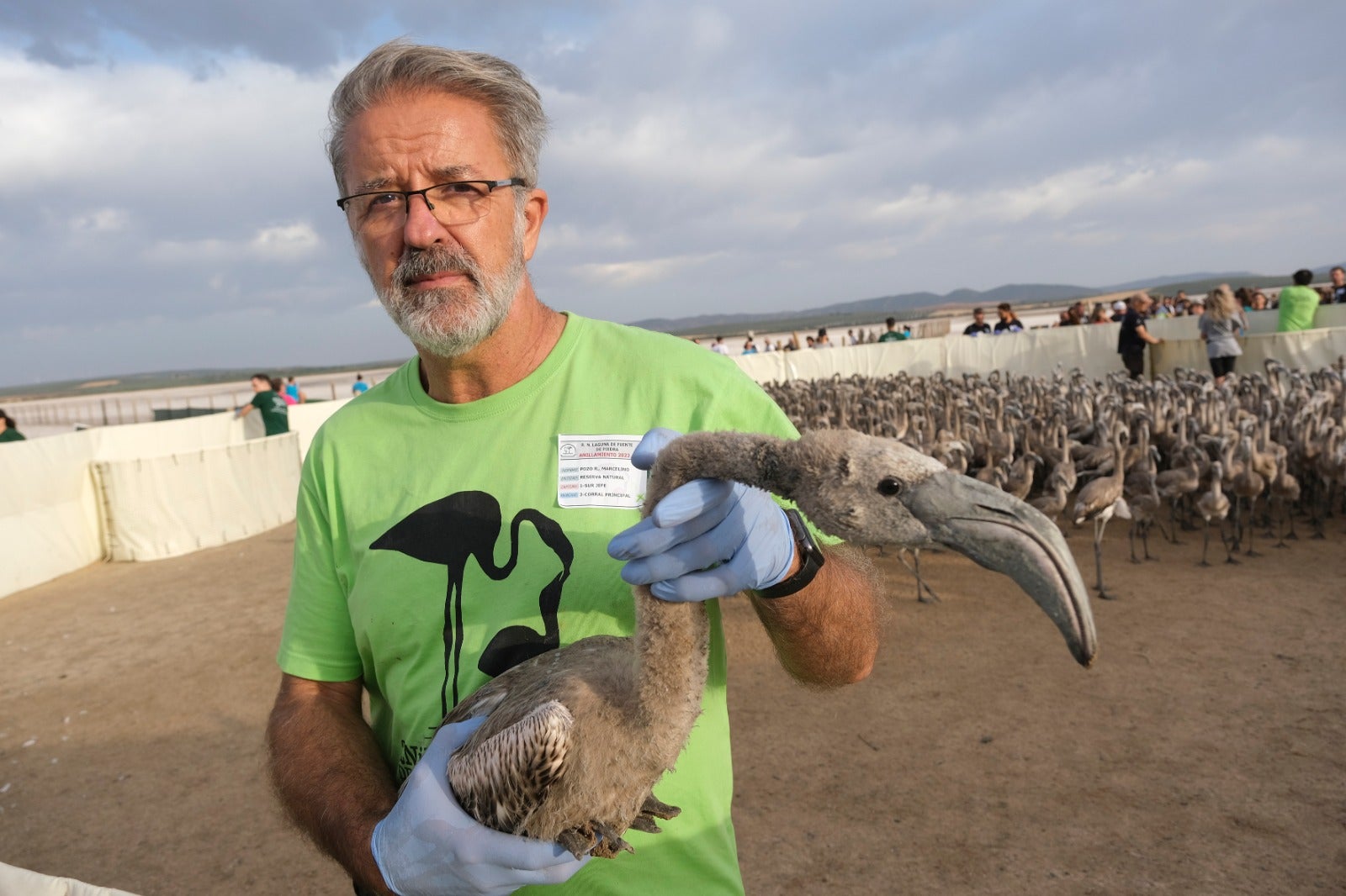Thanks to the rainfall in March, the lagoon had a water level of 42 cm at the beginning of April, which made it possible to house more than 8,700 pairs and a total of 3,764 chicks, of which 600 were ringed last Saturday 