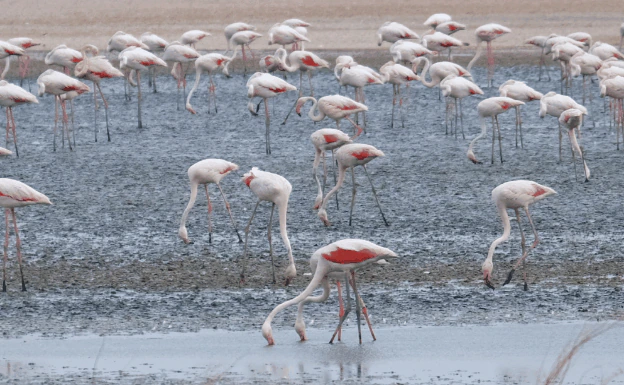Flamingo ringing returns to the Fuente de Piedra lagoon, after the birth of 3,700 offspring