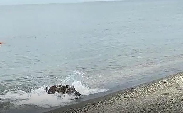 The animal coming out of the sea on Benajarafe beach, this Wednesday.