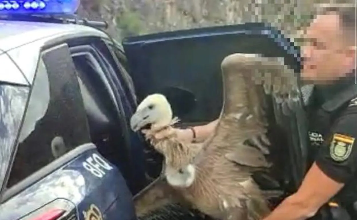 Costa del Sol police rescue a disorientated vulture from Puerto Banús