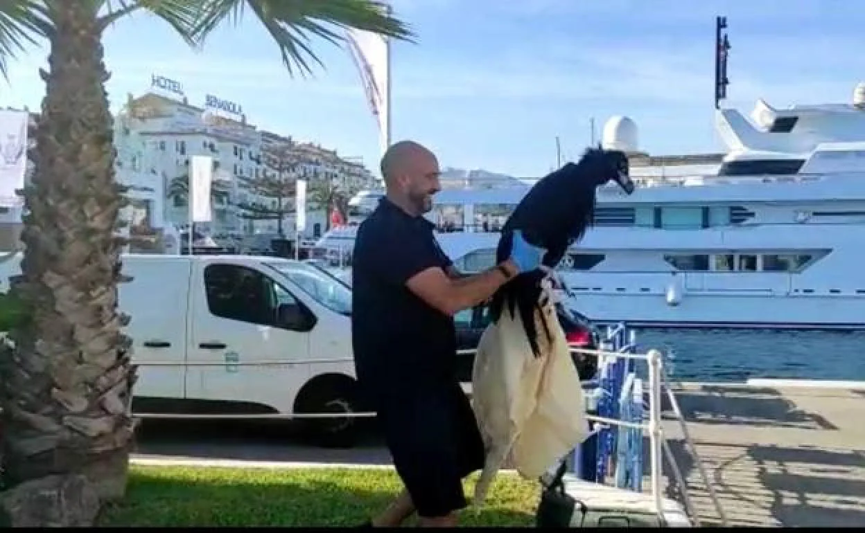 The rescue operation in Puerto Banús 