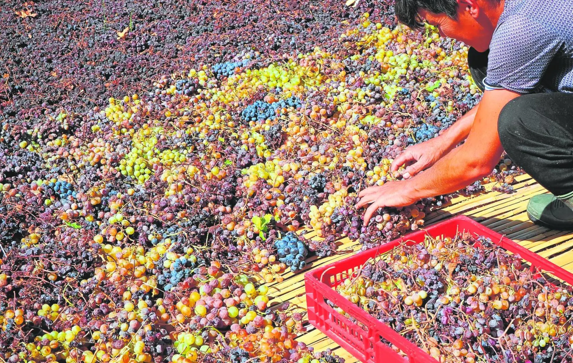 The moscatel raisins of Malaga are produced by drying the grapes in the sun for approximately one month. 