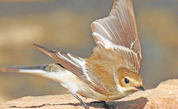The pied flycatcher. 