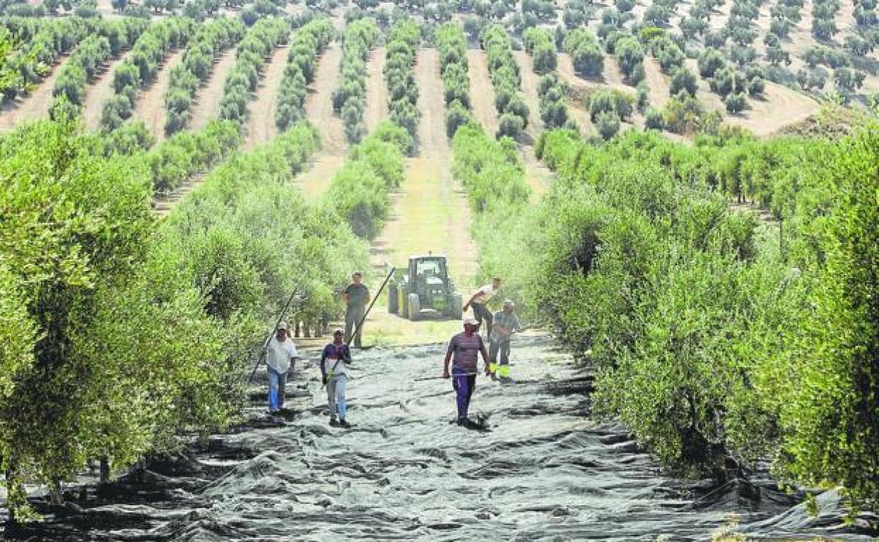 The sector predicts a disastrous year for the olive harvest. 
