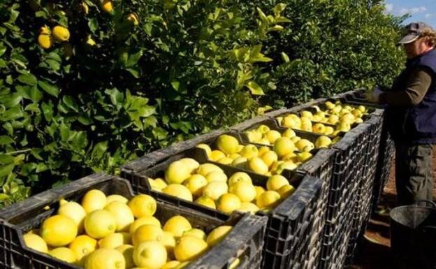 Malaga province&#039;s citrus fruit harvest badly affected by the drought