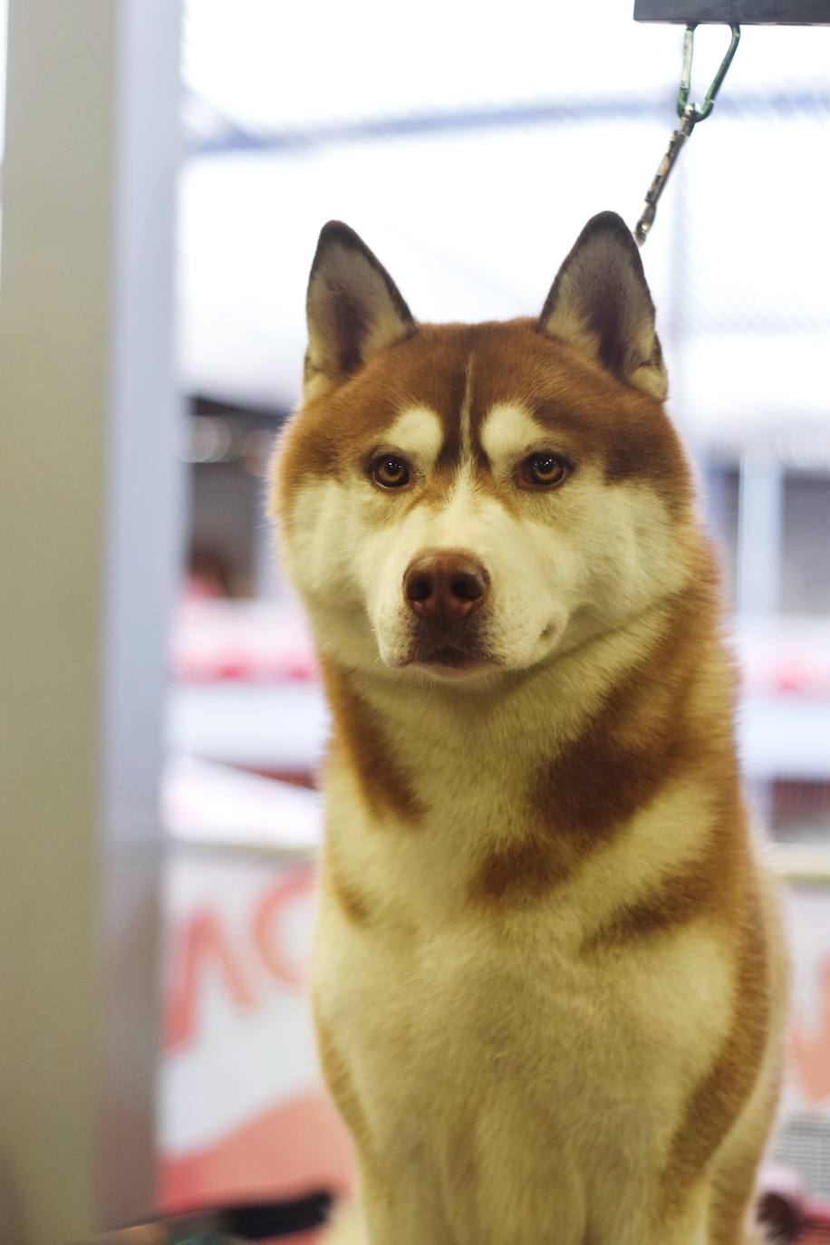 Expocan is one of the longest-running dog shows Andalucía and is organised by the Canine Society of the Costa del Sol