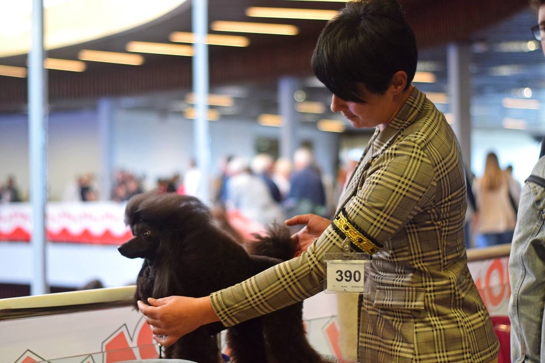 Expocan is one of the longest-running dog shows Andalucía and is organised by the Canine Society of the Costa del Sol
