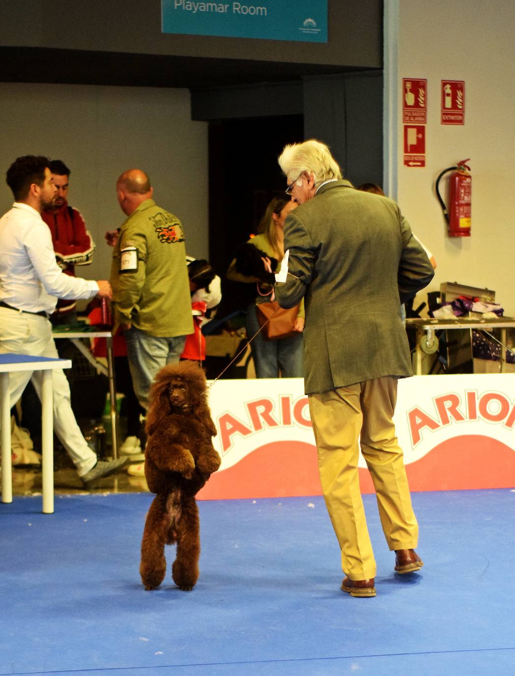 Expocan is one of the longest-running dog shows Andalucía and is organised by the Canine Society of the Costa del Sol