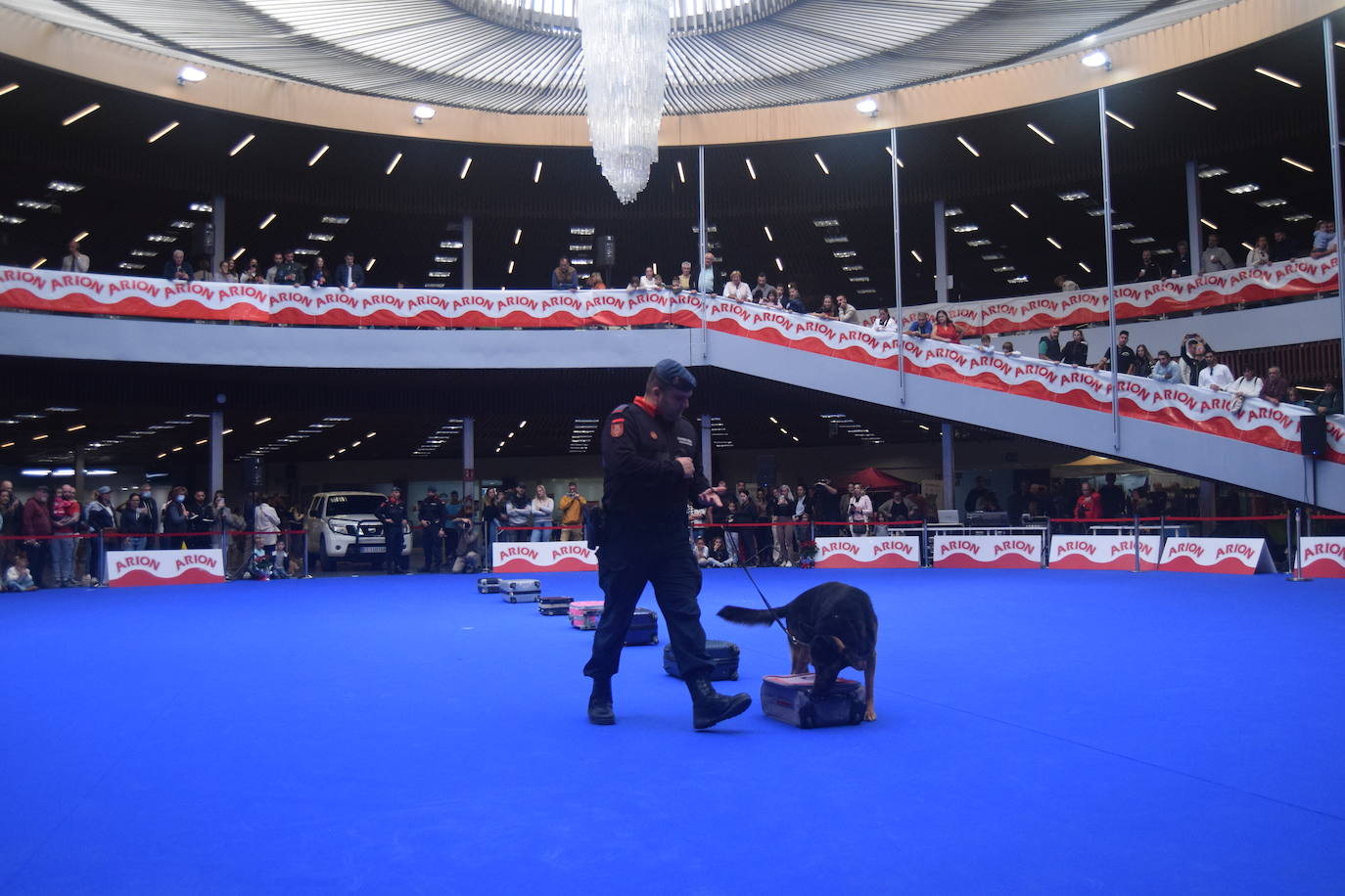 Expocan is one of the longest-running dog shows Andalucía and is organised by the Canine Society of the Costa del Sol