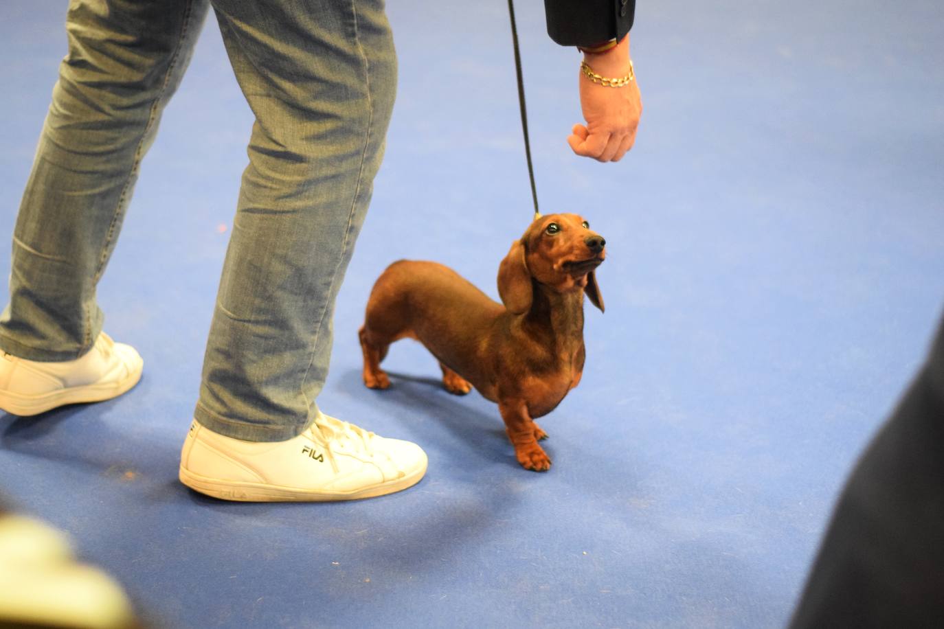 Expocan is one of the longest-running dog shows Andalucía and is organised by the Canine Society of the Costa del Sol