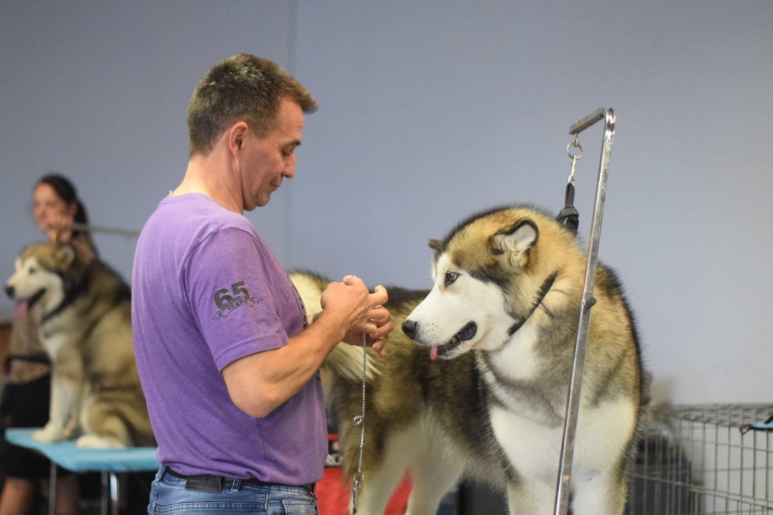 Expocan is one of the longest-running dog shows Andalucía and is organised by the Canine Society of the Costa del Sol