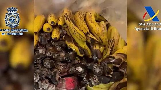 More than 600 kilos of cocaine found hidden among bananas at Malaga Port