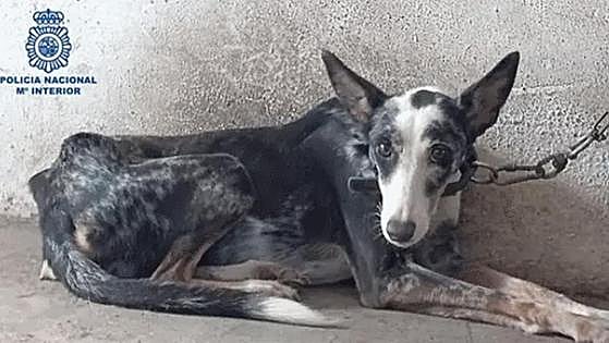 Police arrest owner and save dog that was found starving to death in the Axarquía