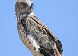 Eagles in the skies