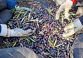 The olive harvest.