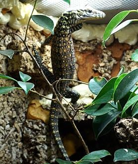 Imagen secundaria 2 - Dad Reo (top) and the new arrivals at Bioparc.