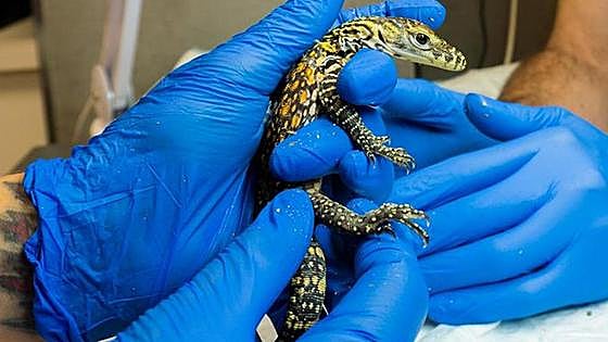 Endangered Komodo dragons are born at Bioparc Fuengirola, the first time for 10 years in Spain