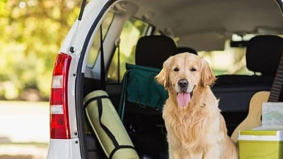 How to travel with your dog or cat in a vehicle or on public transport in Spain