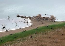 Stumps of trees exposed by the receding waters.