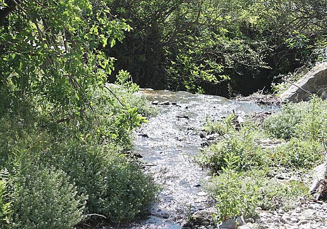 Around the Horcajos river there is riparian flora.