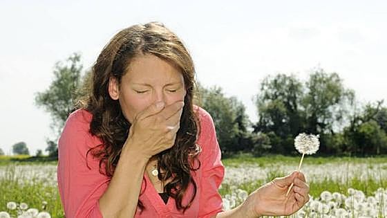 Less olive pollen to provoke allergies this spring