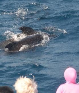 Imagen secundaria 2 - Incredible half-price dolphin watching on offer in Strait of Gibraltar