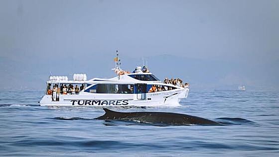 Incredible half-price dolphin watching on offer in Strait of Gibraltar