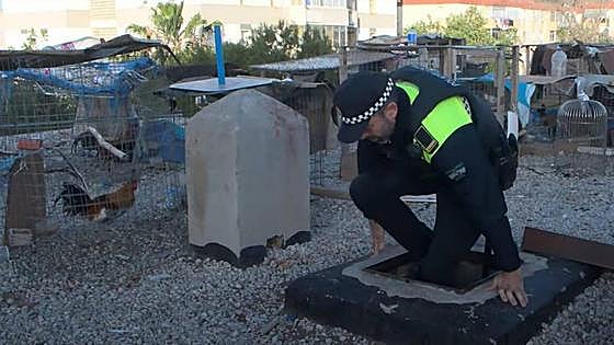 Almost 100 roosters rescued by Malaga police during cockfighting raids