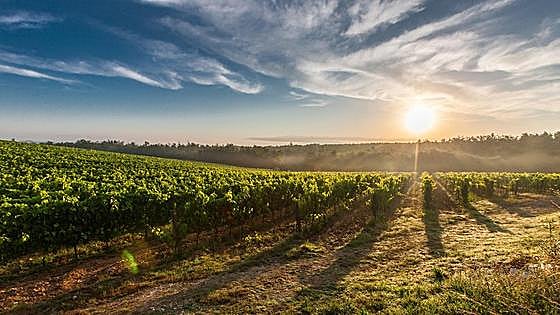 The Super Tuscans