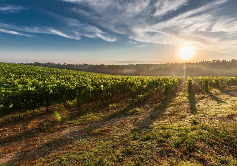 The Super Tuscans