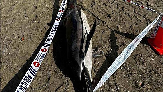 Dead dolphin washes up on beach in Malaga city