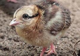 One of the two chicks.