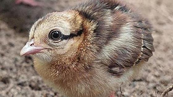 Two chicks of critically endangered bird species hatch at Bioparc Fuengirola