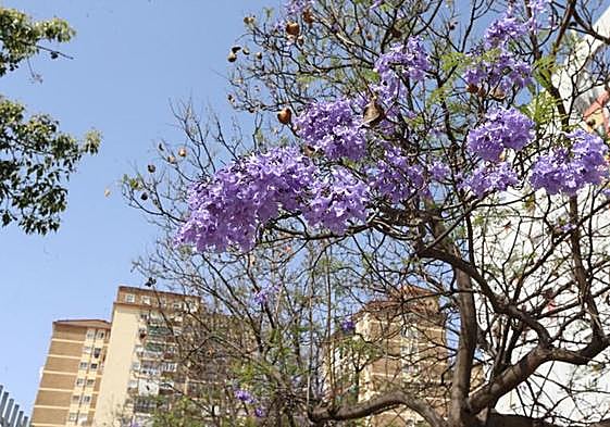 In Malaga city alone there are over 4,000 Jacarandas.
