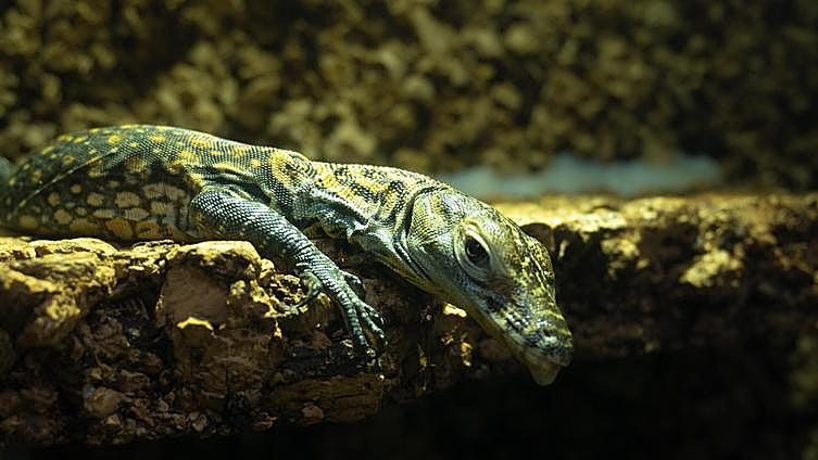 Bioparc Fuengirola offers rare opportunity to see the five endangered Komodo dragons born in March