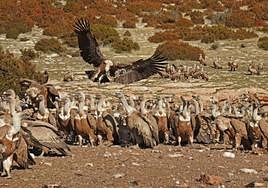 Griffon vultures.