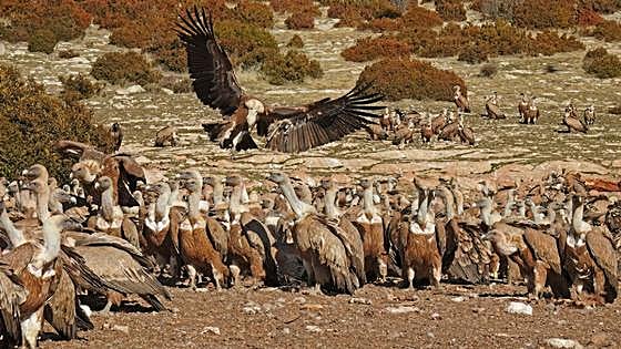 The Griffon vulture