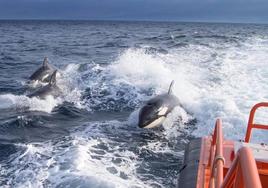 Several killer whales 'interact' with a Salvamento Marítimo coastguard boat in Barbate in 2021.