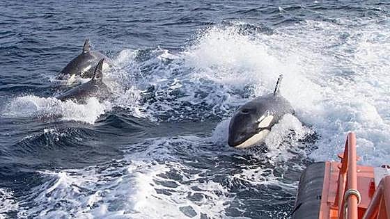 'Interactions' between 'copycat' killer whales and boats in Spanish waters on the increase