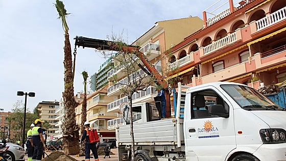 Fuengirola town hall starts second phase of tree planting project along promenade