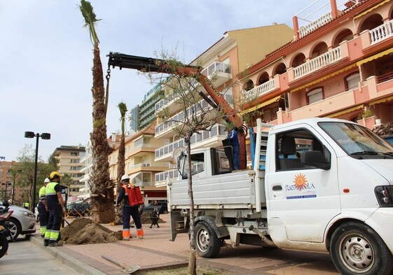 Fuengirola town hall starts second phase of tree planting project along promenade