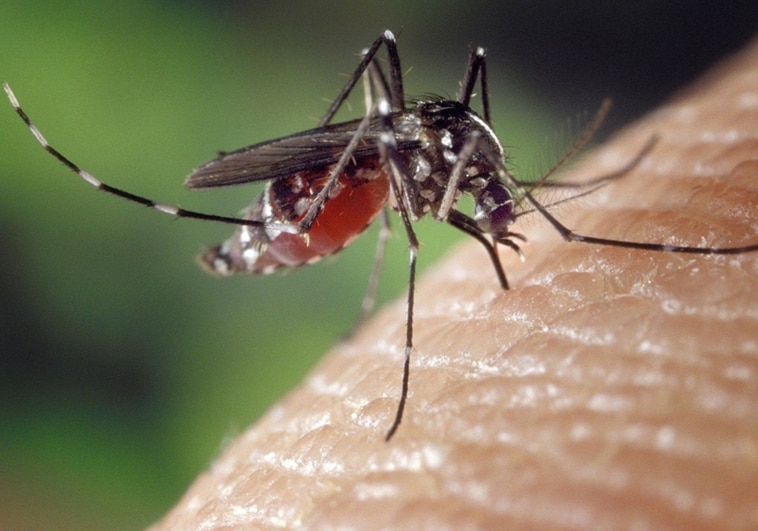 Mosquitoes in Spain are no longer only biting in the main summer months