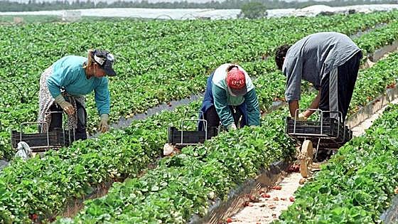 German campaign to boycott Spanish strawberries is launched amid water-use fears