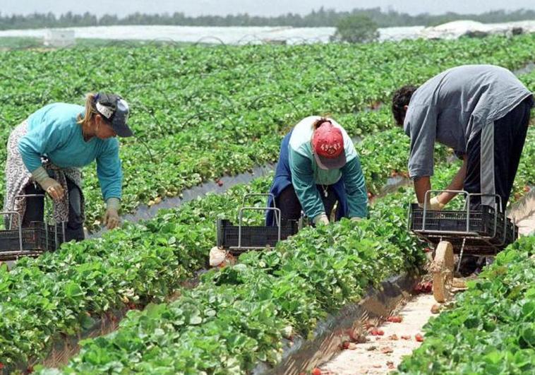German campaign to boycott Spanish strawberries is launched amid water-use fears