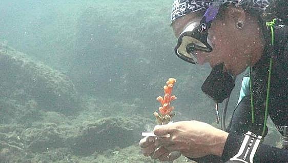 Divers stage seabed clean up in Duquesa