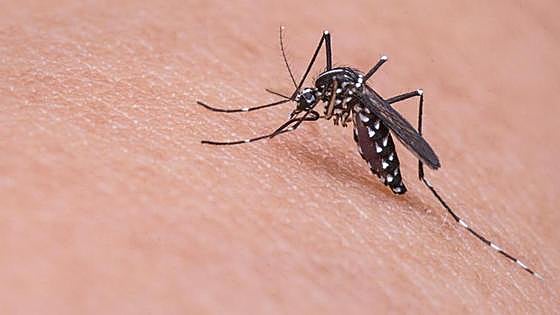 Mosquito Alert: how Spain's new app for the surveillance and control of these insects works