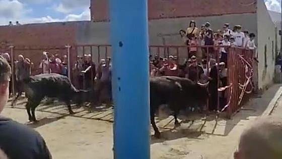 Young man fatally gored during bull-running event in a town in Toledo